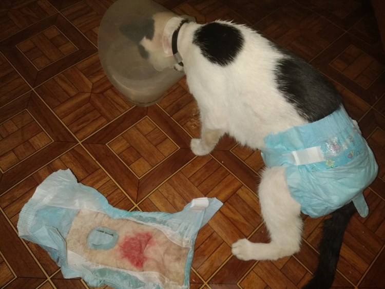 Выпадение прямой кишки у котенка