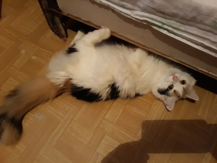 Кошка ласкается