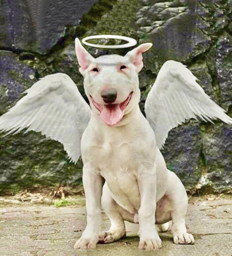 Бультерьер с оффником