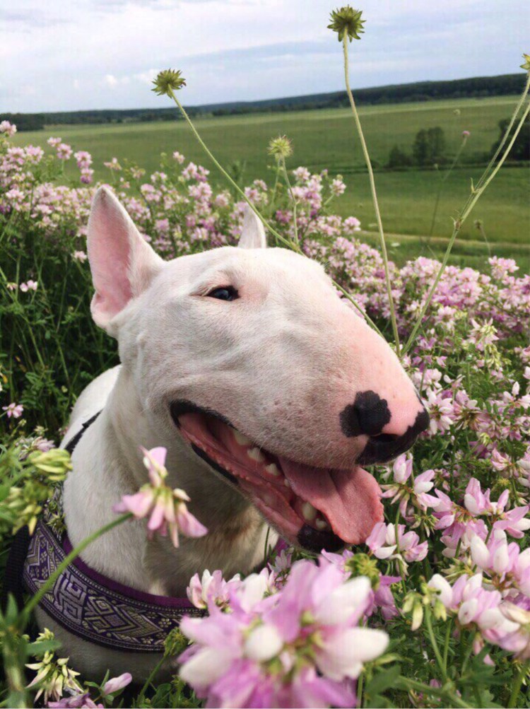 Бультерьер сохраненки