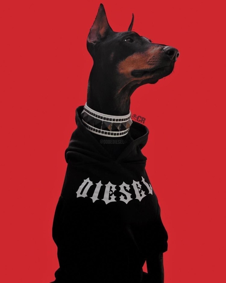 Доберман Баленсиага