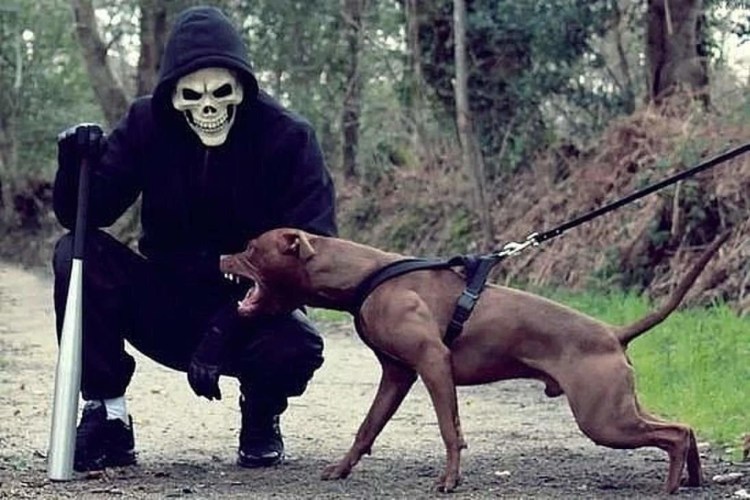 Человек в маске собаки