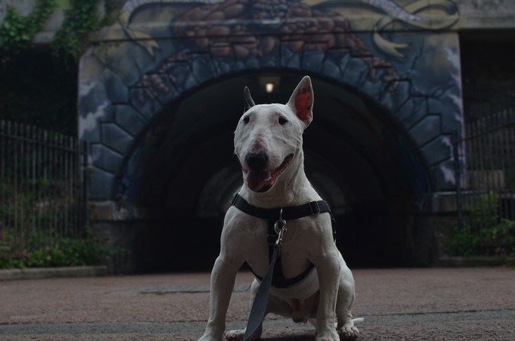 Бультерьер 4к