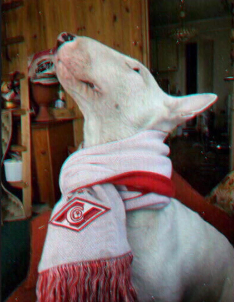 Бультерьер Спартак