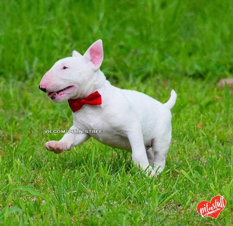 Бультерьер щенок