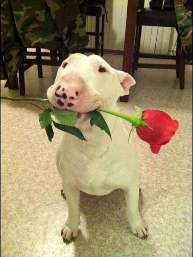 Бультерьер и цветы