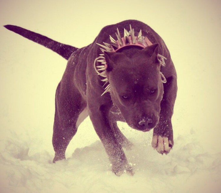 Стаффордширский терьер убийца