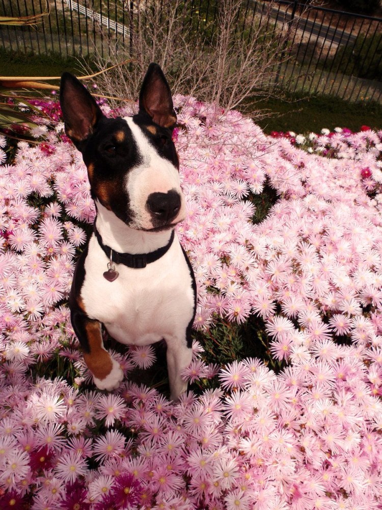 Бультерьер Эстетика