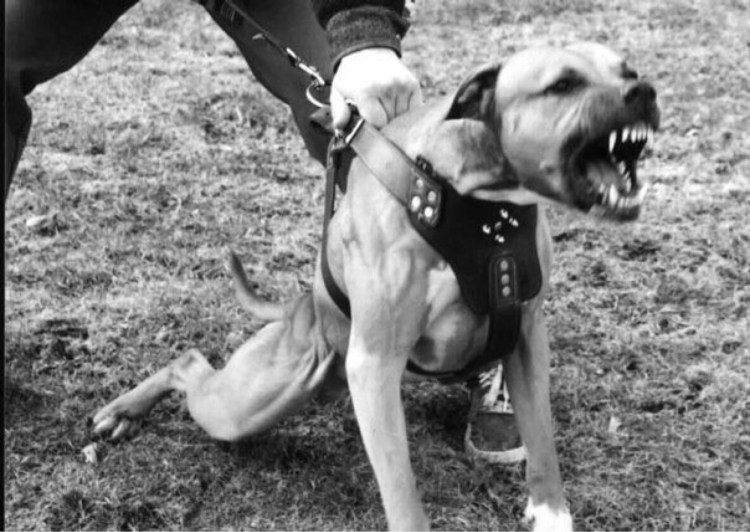 Офники с собаками