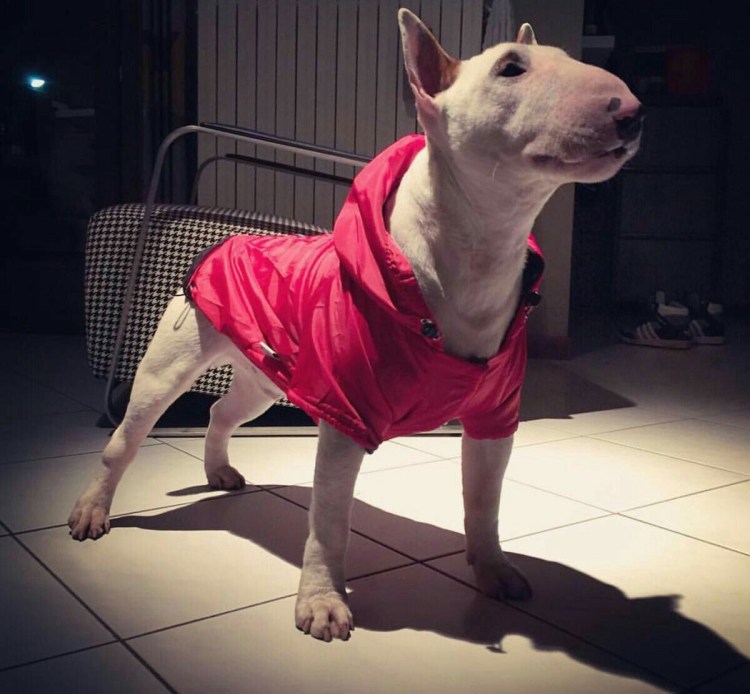 Бультерьер офники