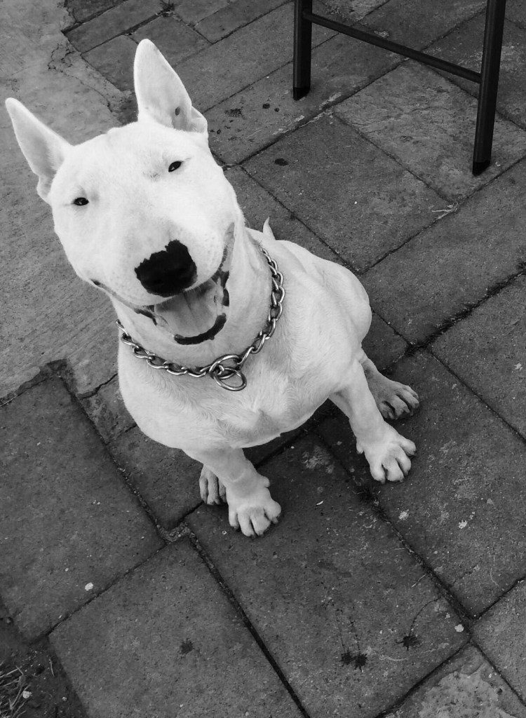 ОФФНИКИ С бультерьером