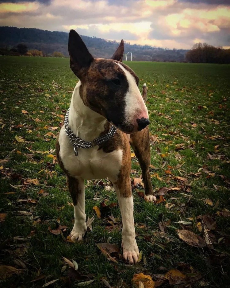 Бультерьер снап