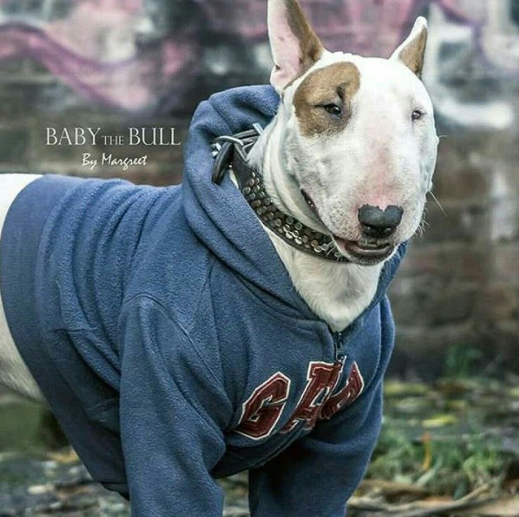 Бультерьер офники