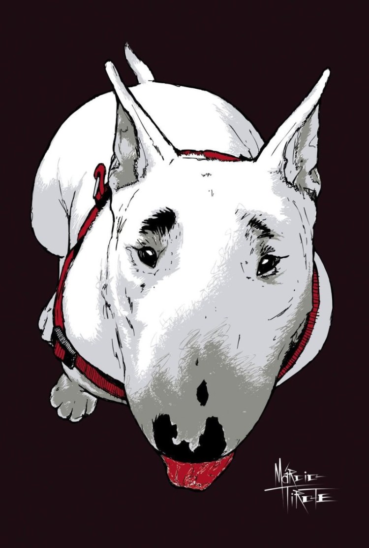 Бультерьер анатомия