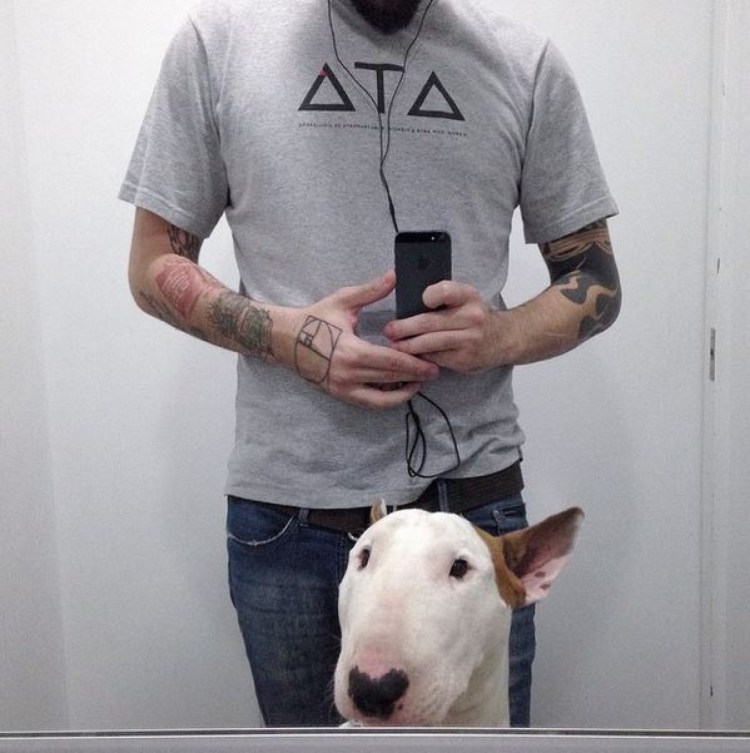 Бультерьер офники