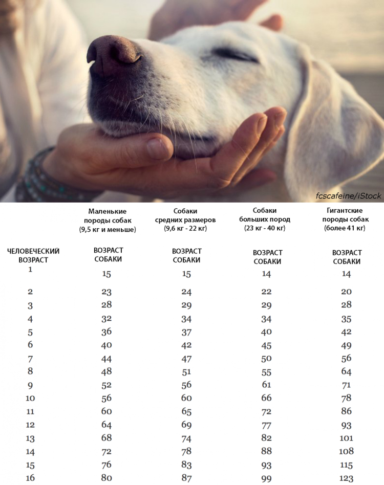 Собаки 10 лет по человеческим меркам сколько лет таблица