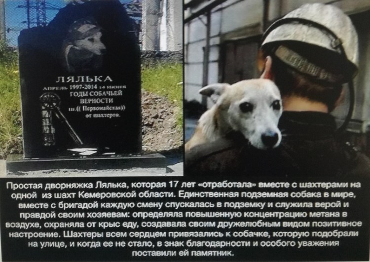 Барри собака спасатель