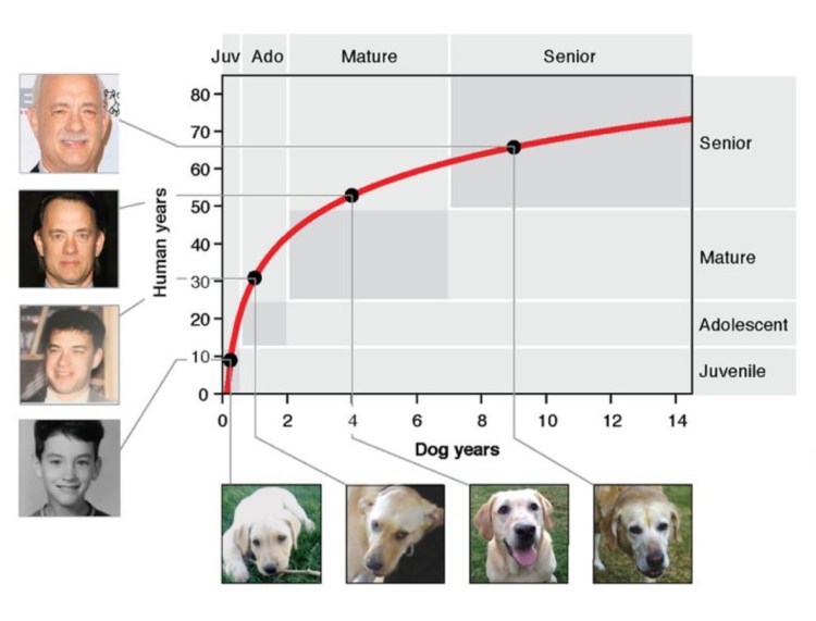 Таблица возраста собак мелких пород Йоркширский терьер
