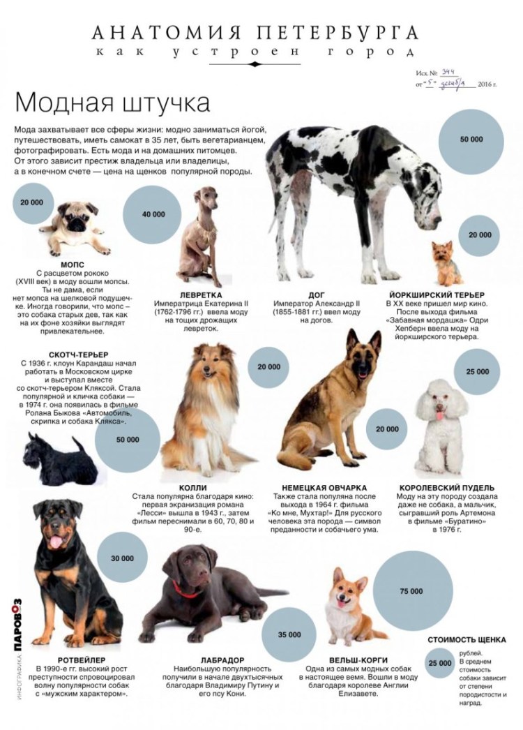 Жизненные годы собаки