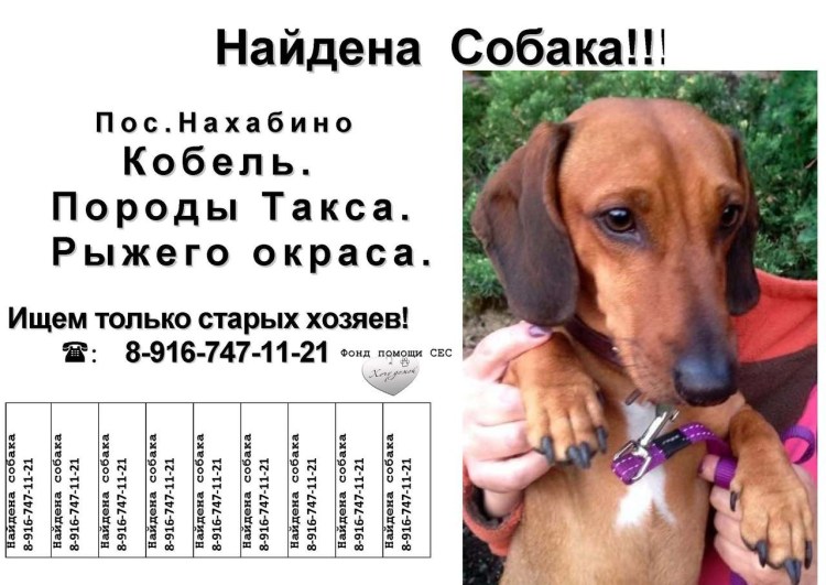 Интересные факты отсобаках