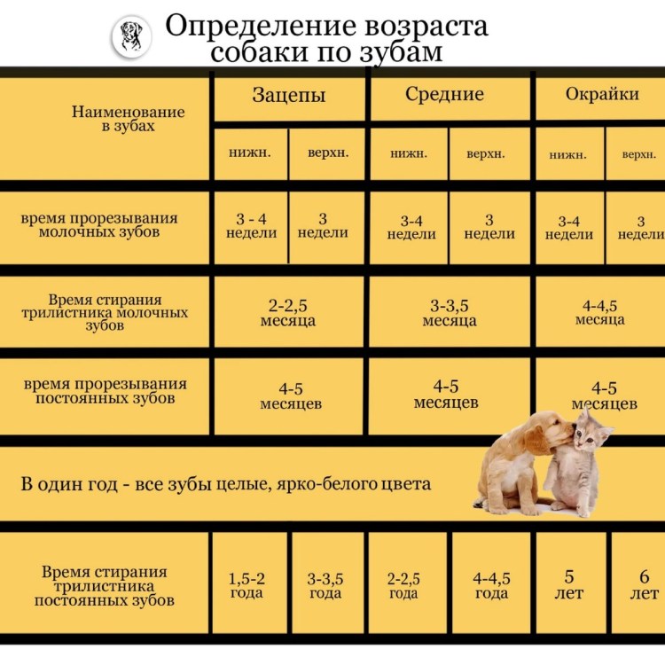 Собачьи года на человеческие