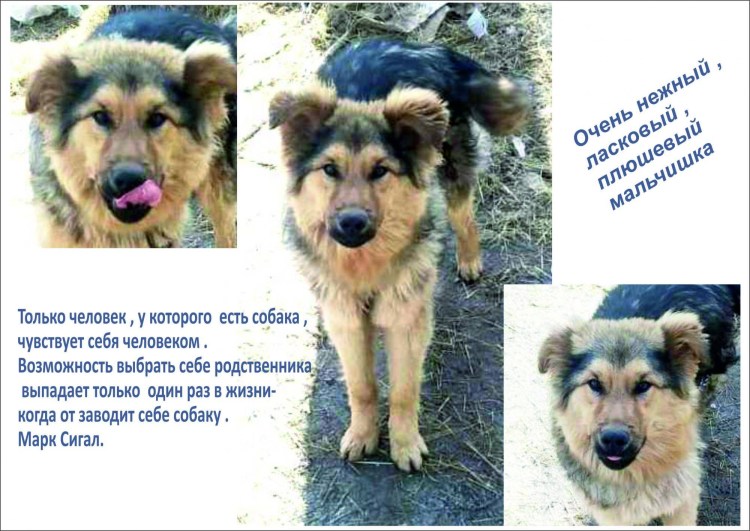 Рост популяции нестерилизованных животных