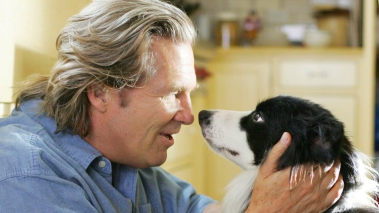 Информация о породе собак ротвейлер