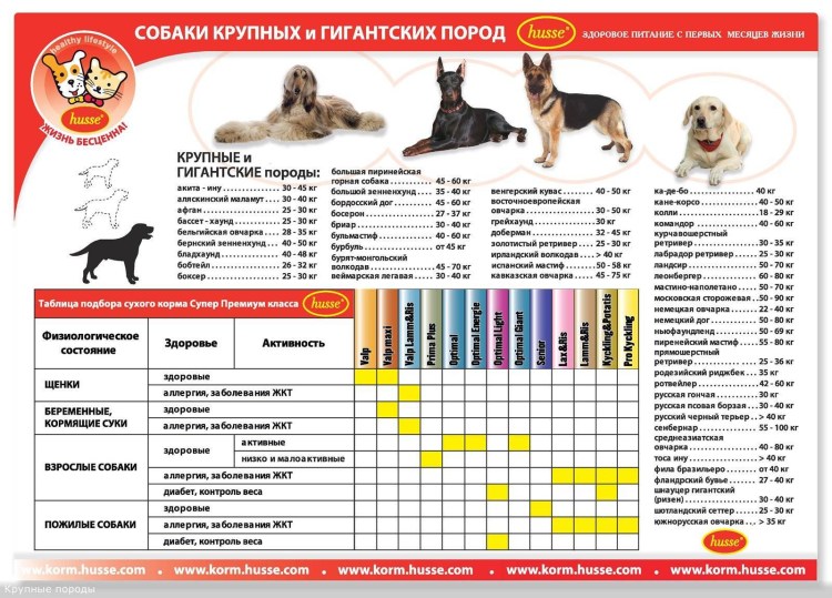 Собачий Возраст по человеческим меркам лабрадор