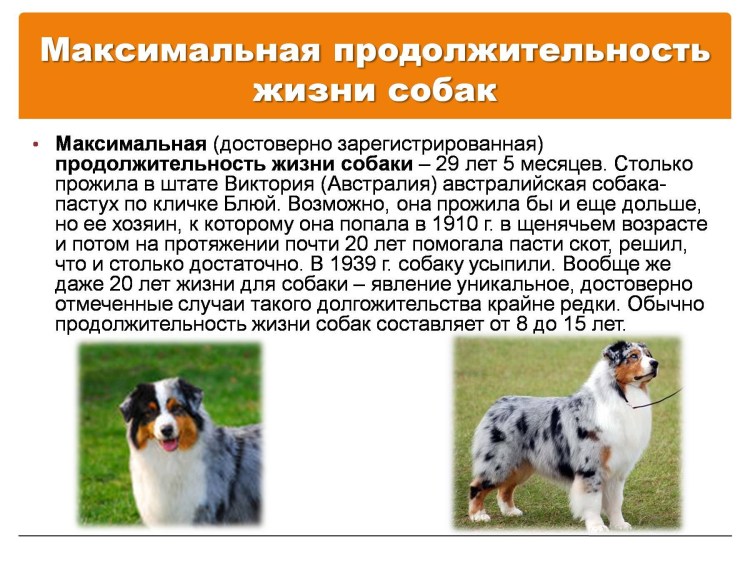 Фильм собачья жизнь 1