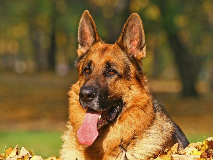 Проект о декоративных собак