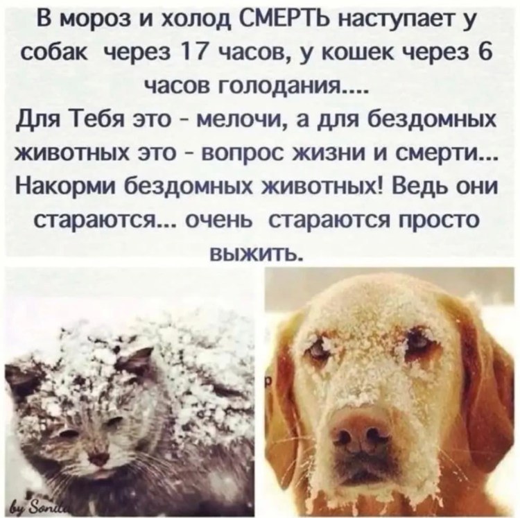 Прививки щенкам схема вакцинации