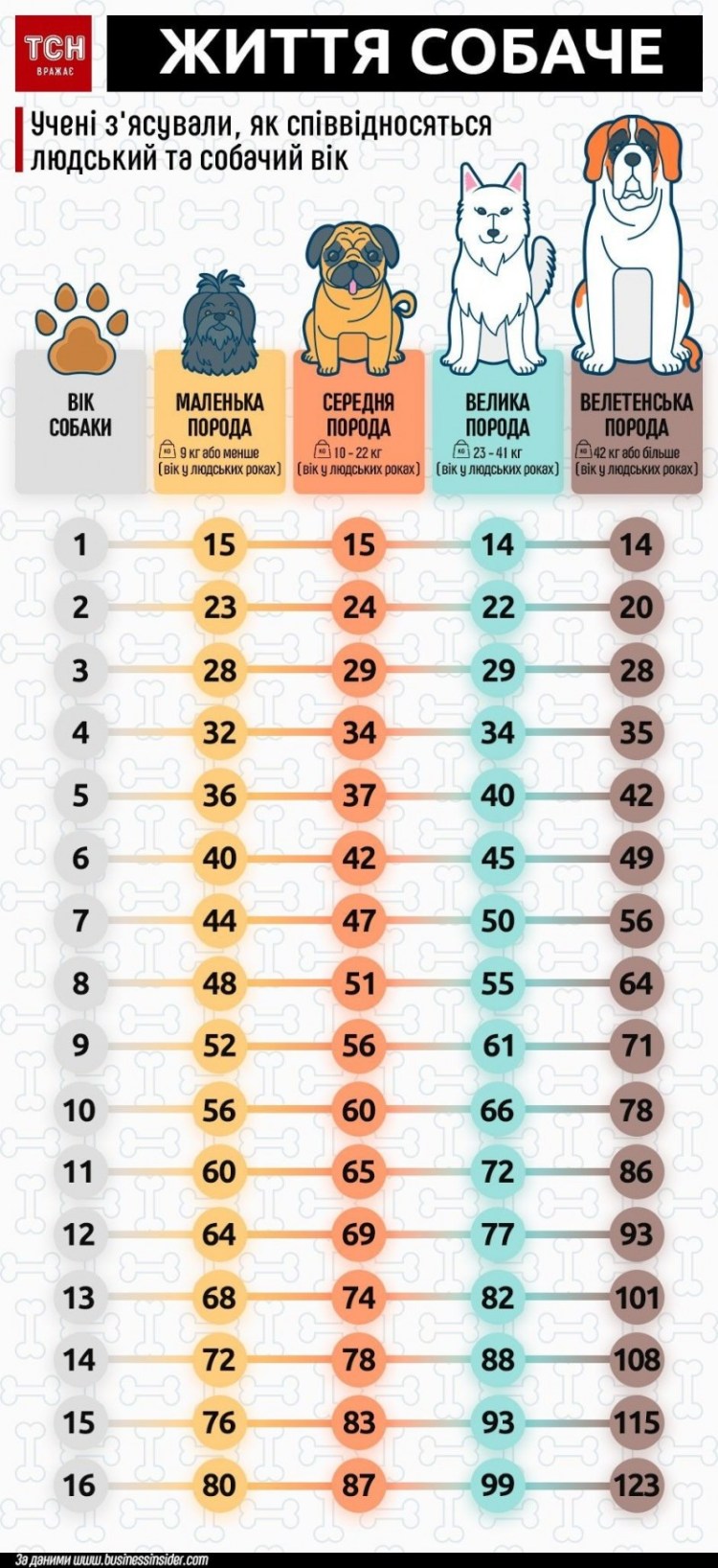 Возраст собаки в человеческих годах таблица