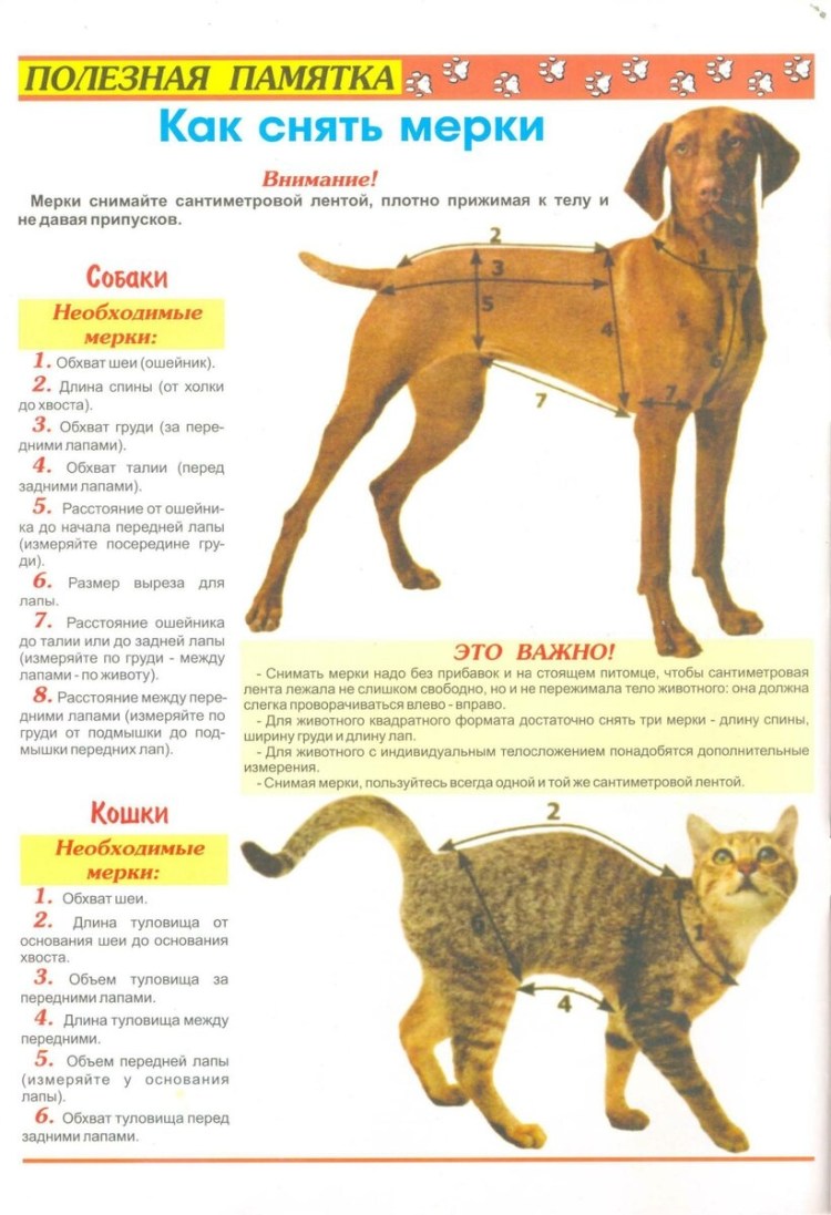 График вакцинации щенков лабрадора
