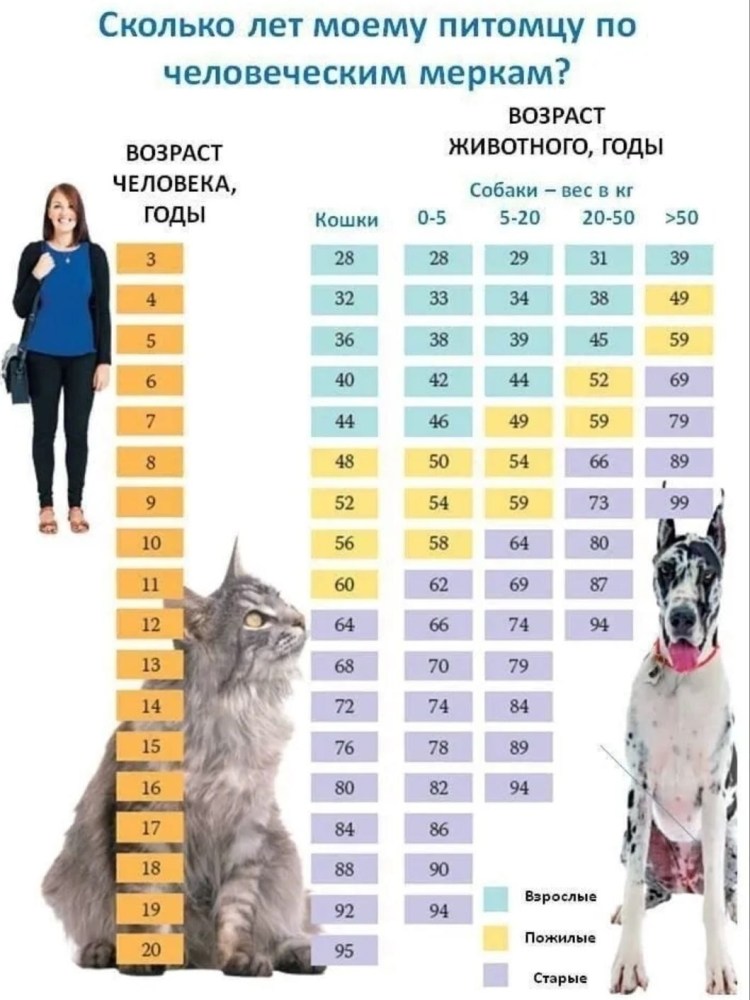 Возраст собаки по человеческим меркам таблица по годам