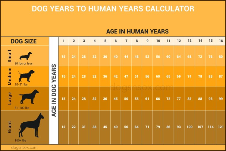 Dog age
