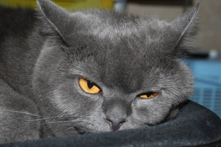 Злой кот британец