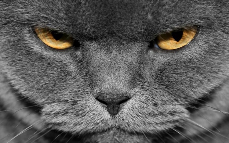 Суровый взгляд кота