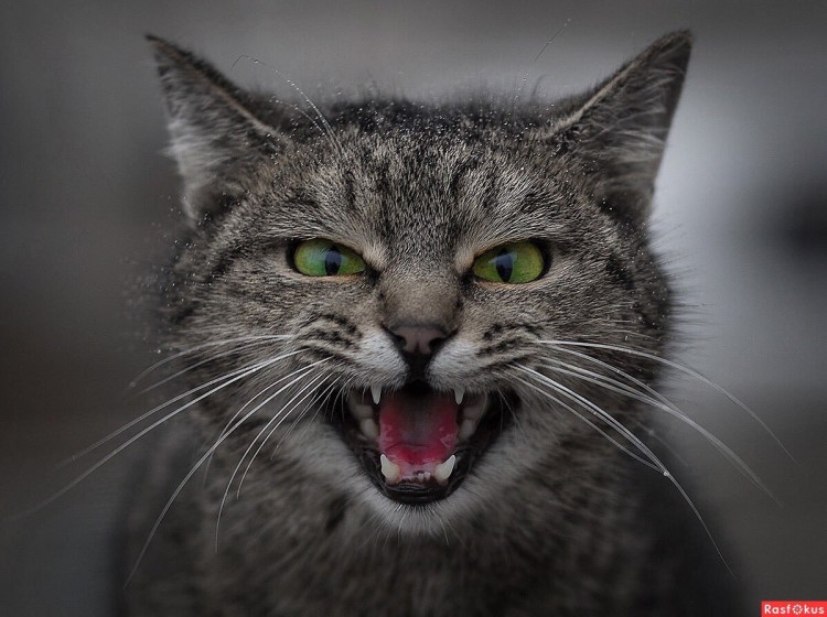 Бешеный кот