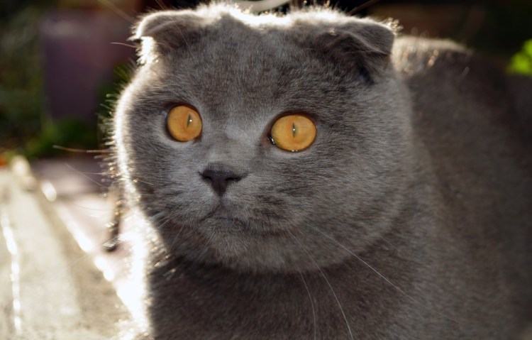 Наглая Британская морда