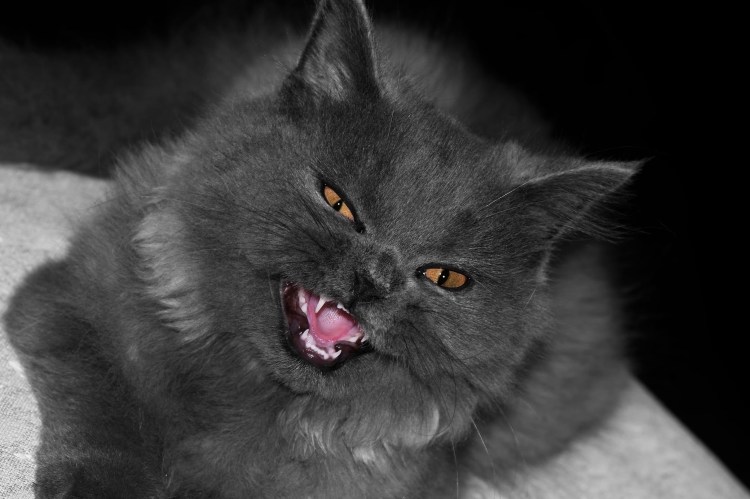 Мрачный кот