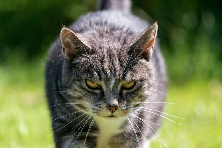 Скоттиш фолд грей