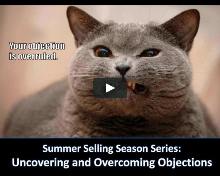 Шотландская вислоухая кошка злая