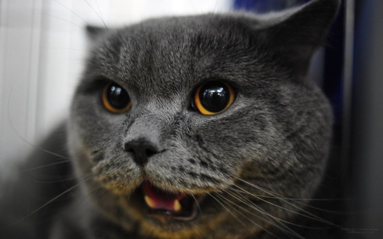 Шотландская вислоухая кошка злая