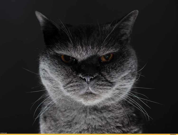 Черная кошка шипит