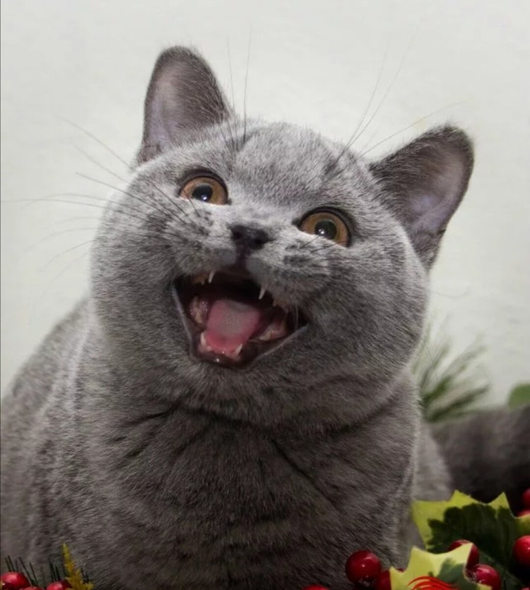 Злая Британская короткошерстная кошка
