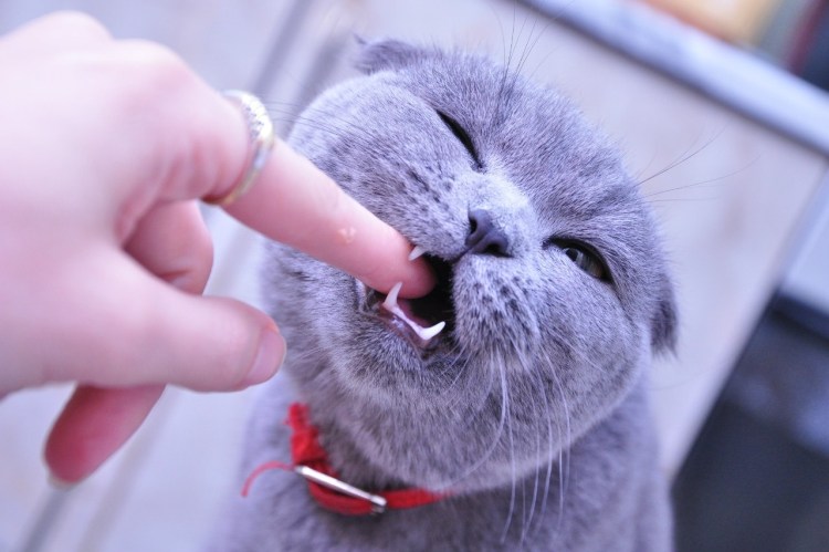 Обои кошки Британки с необычным окрасом