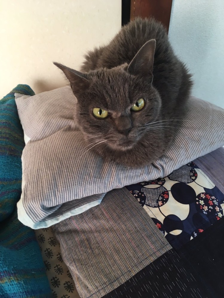 Британская кошка гладкошерстная серая