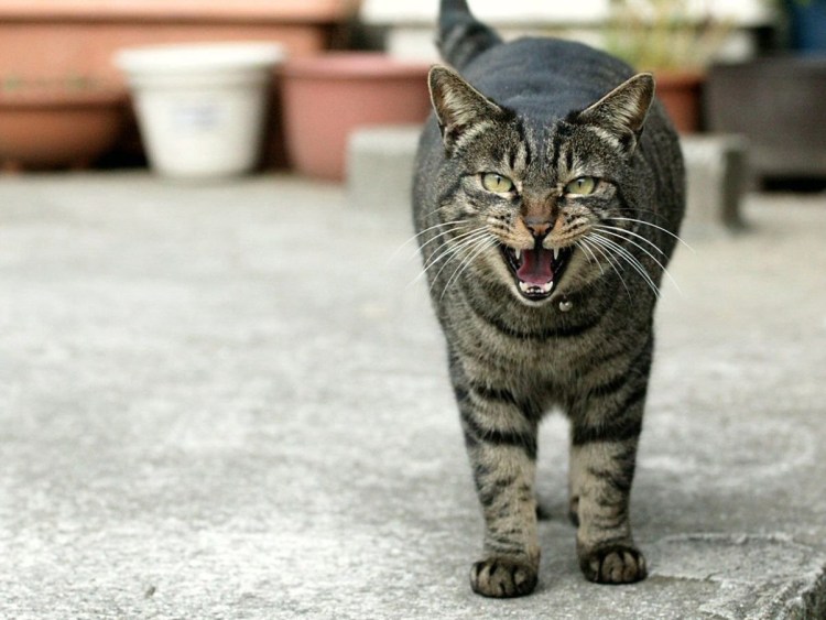 Глаза черной кошки