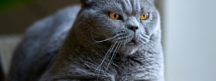 Смешные котята