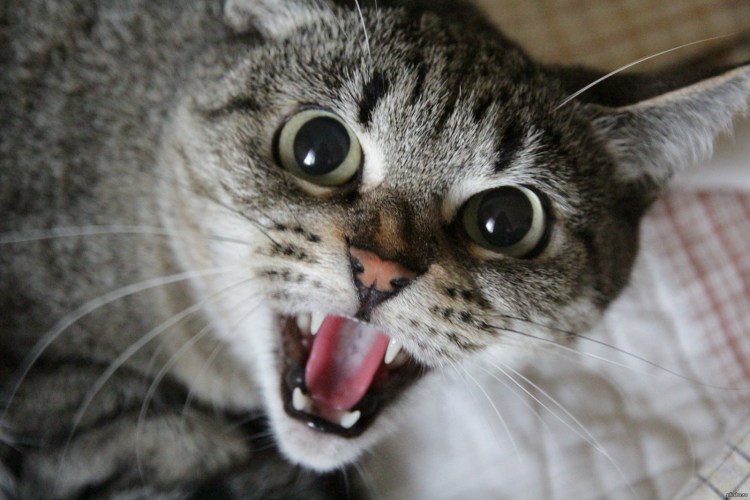 Дерзкий кот